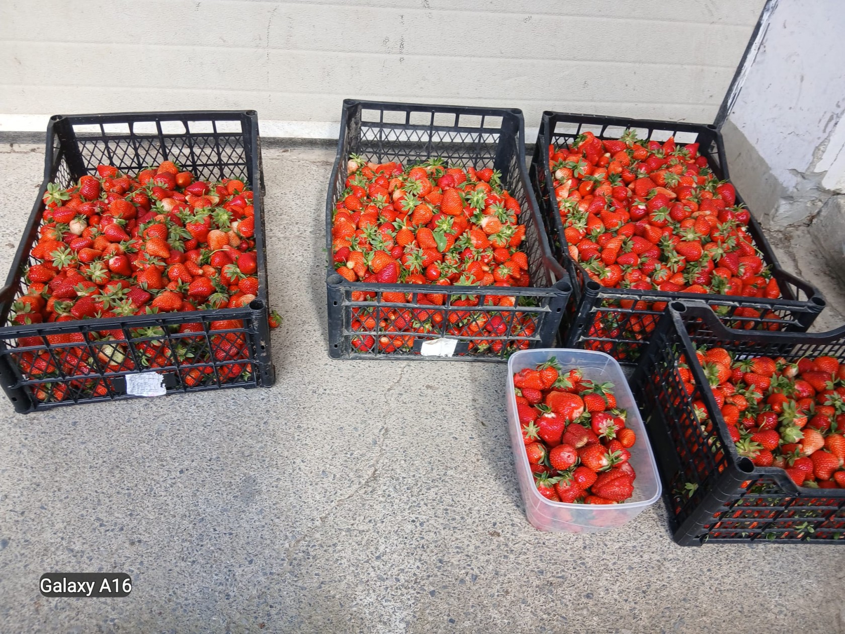 Prodajem domaće slatke jagode nešpricane 0,50 kg = 3 eur Pakrac
