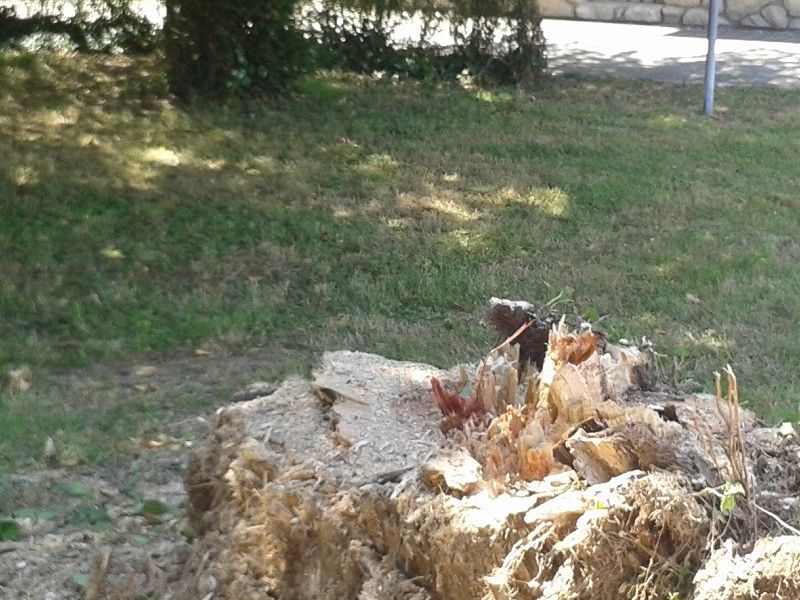 ...poslije je ostao samo panj