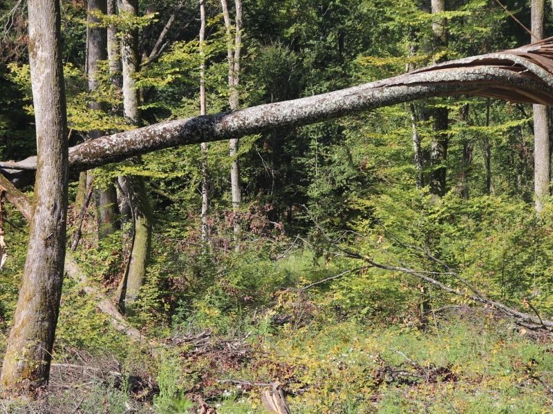 Posljedice ovog strašnog vremenskog događaja posebno su se odrazile na šumske resurse / Compas.hr