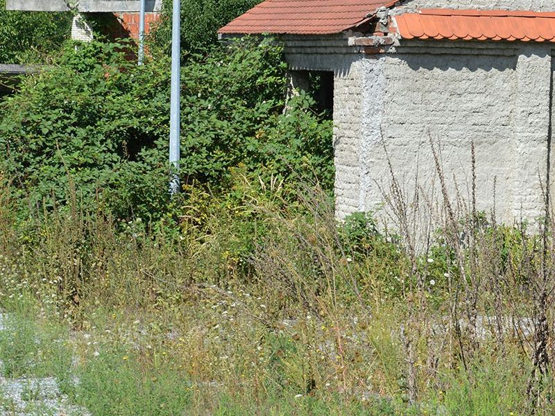 zapušteno dvorište u Bolničkoj ulici u Pakracu također je idealno utočište za lisice