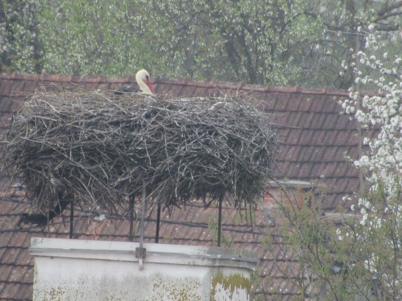 Poljana, Osnovna škola